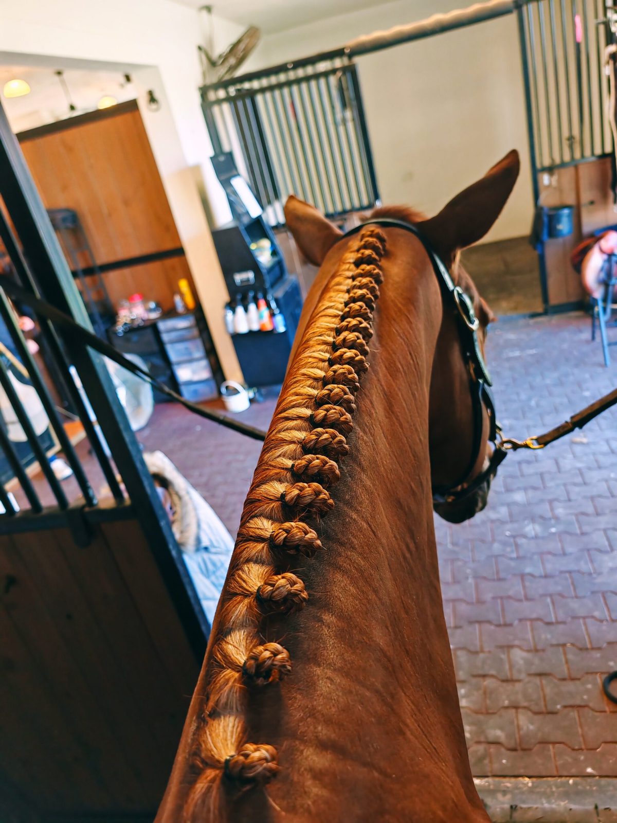 Grooming a horse in the stable