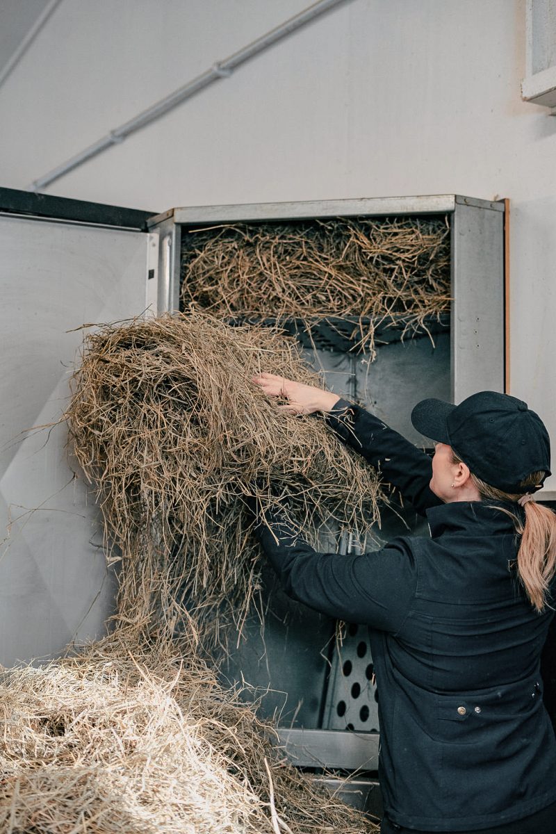 Loading a fresh batch of hay